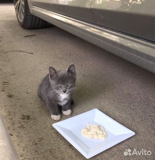 Маленький котёнок ищет заботливых хозяев