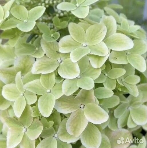 Гортензия Металлика