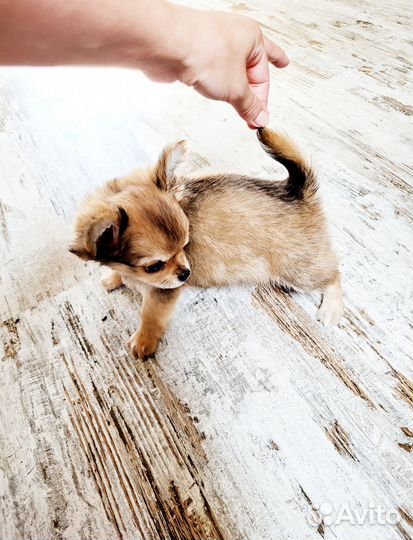 Чихуахуа мини девочка
