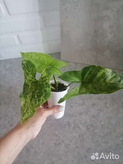 Сингониумы