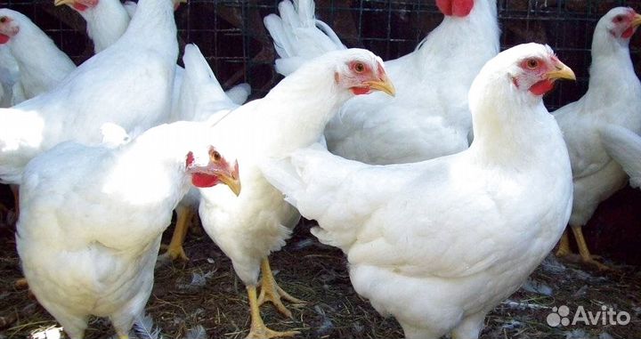 Куры молодки несушки с доставкой до дома