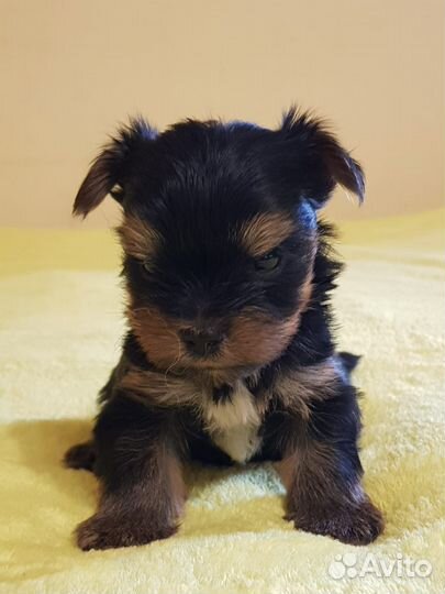 Щенки Йорка