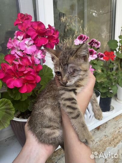 Котенок в добрые руки