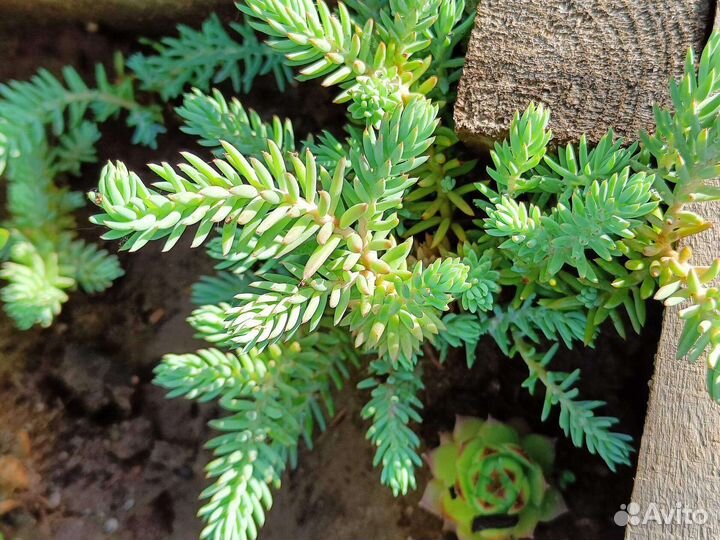 Почвопокровники