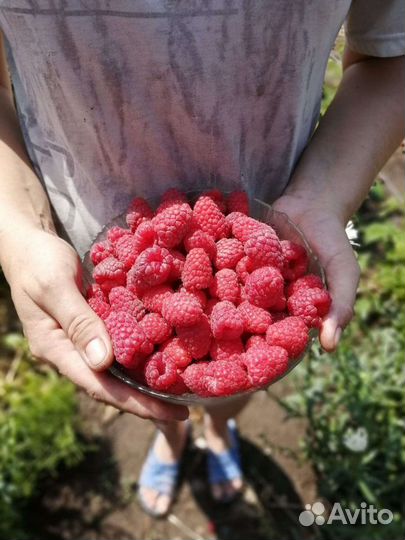 Саженцы малины