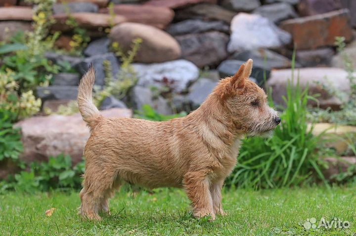 Норвич терьер