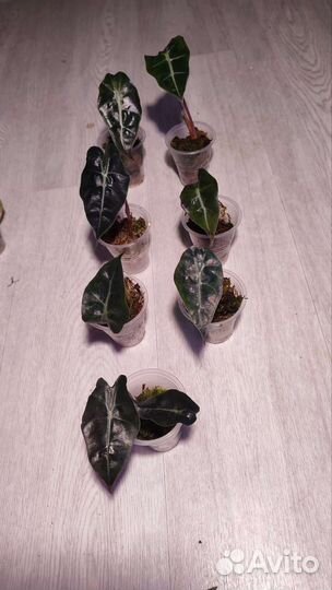 Алоказия Полли