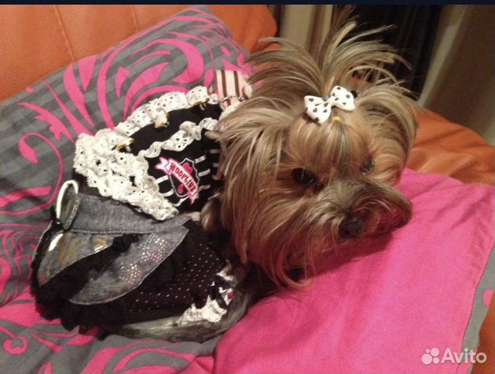 Йоркширский терьер одежда