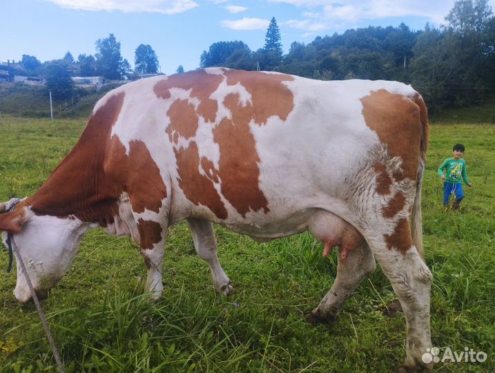 Продаю корова сементаль дойные литр 20