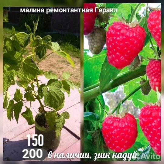 Саженцы Малина Смородина рябина черная лук многол