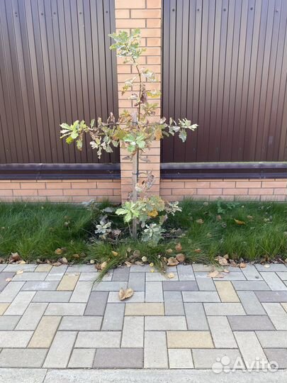 Дуб саженец