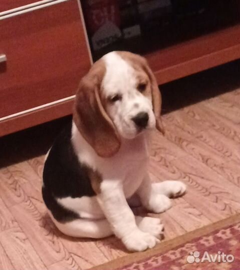 Собаки щенки бигль