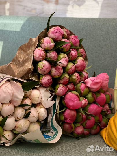 Пионы Малиновые Доставка Цветов