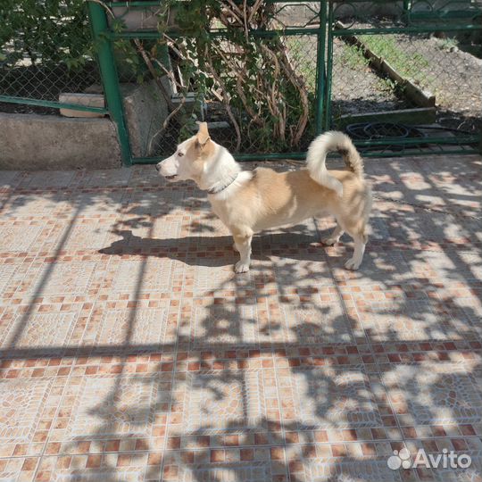 Отдам в добрые руки