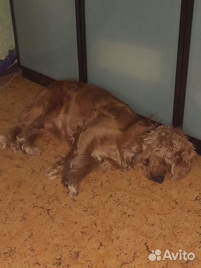 Вязка английский кокер спаниель