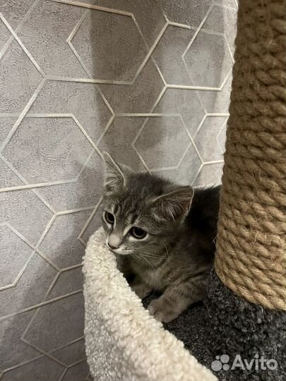 Котенок мальчик ищет дом