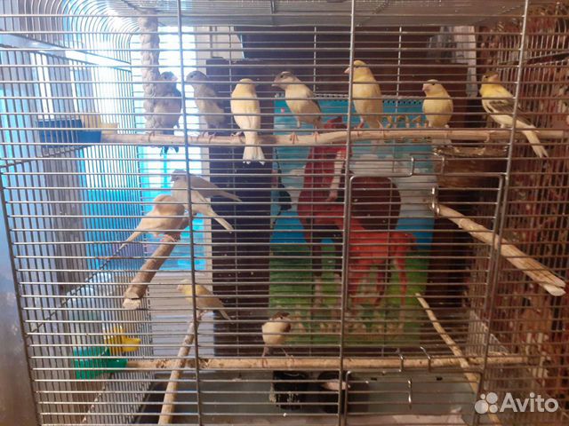 Канарейки (самки)