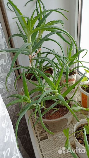 Алоэ лечебный