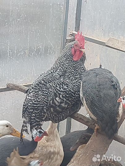 Петухи молодые
