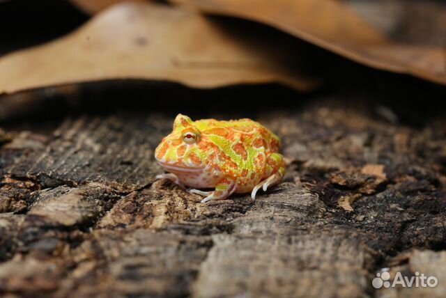 Лягушка рогатка