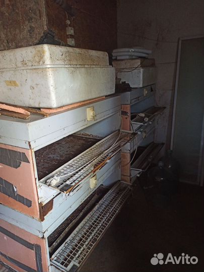 Оборудование для птицеводства бу