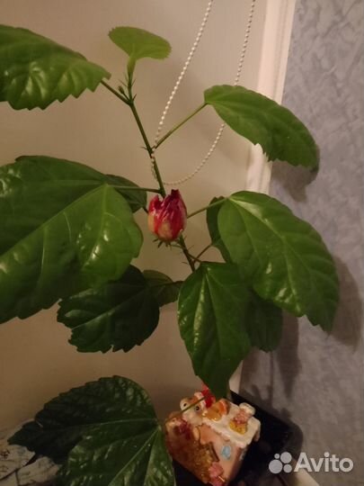 Гибискус китайская роза