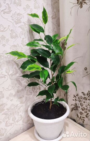 Фикус бенджамина