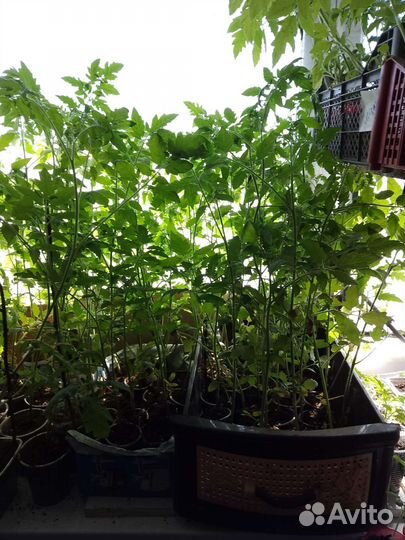 Рассада томатов для соления и салатов