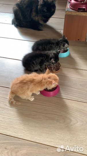 Котята в добрые руки бесплатно