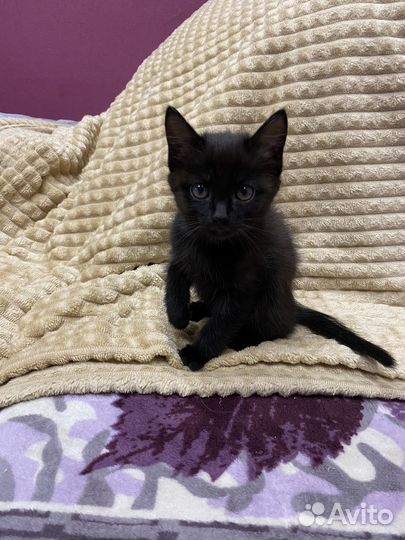 Котенок в добрые руки