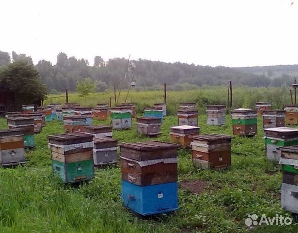 Мед 24 года из Алтая опт