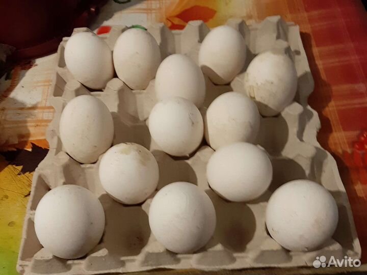 Яйцо гусиное