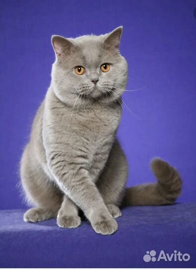 Возьму кошку на передержку бесплатно