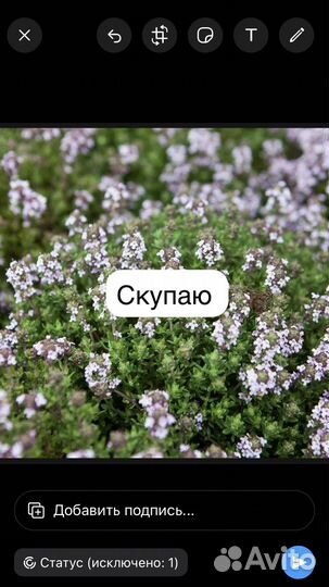 Чабрец мята душица иван чай дербенник шалфей