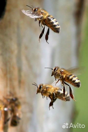 Пчелопакеты