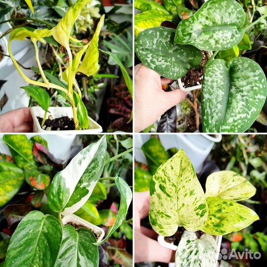 Сциндапсусы (эпипремнумы)