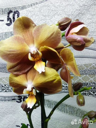 Орхидея фаленопсис