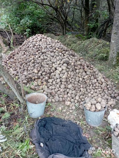 Продам картофель