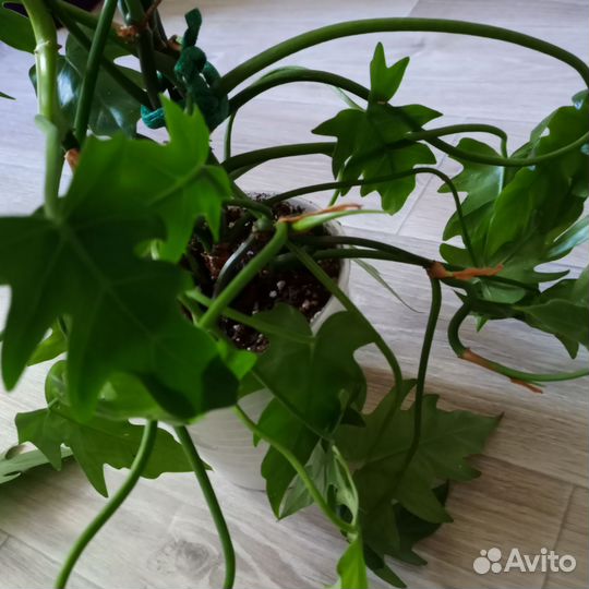 Филодендрон