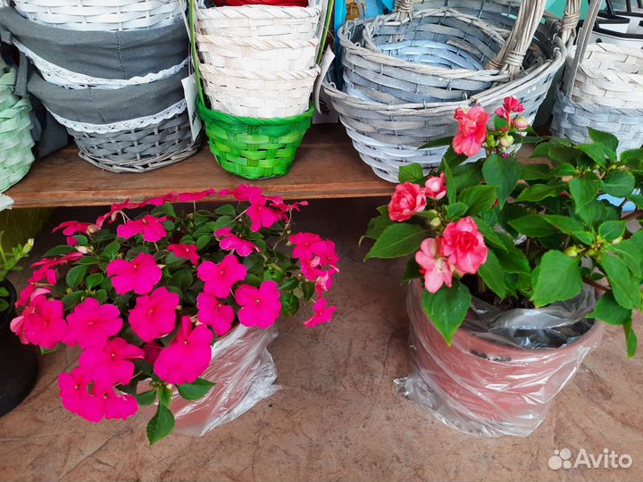 Комнатные растения цветы