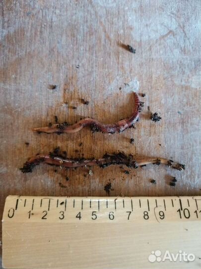 Червь дендробена