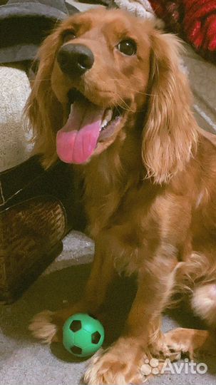 Спаниель вязка