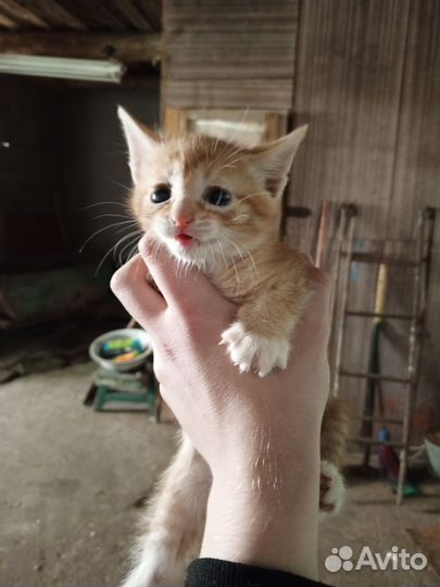 Котята в добрые руки 1 месяц