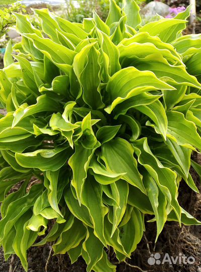 Хосты и гейхеры