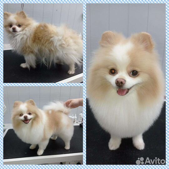 Стрижка(вычесывание) собак,кошек