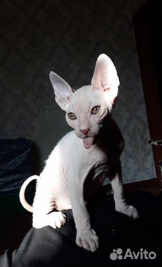 Сфинкс котенок