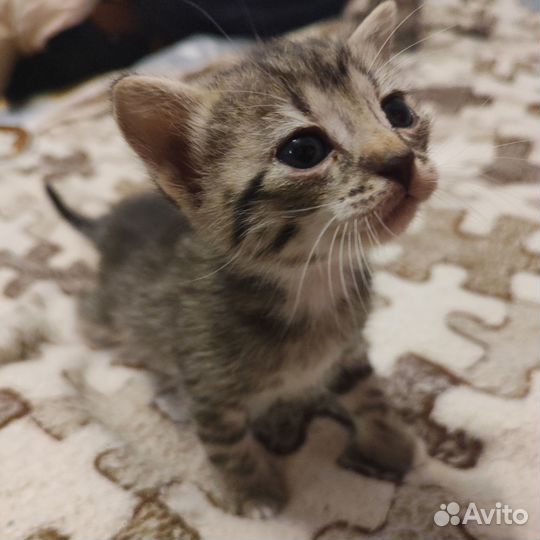 Отдам смешнявых котят в хорошие руки