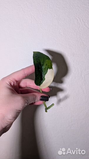 Сциндапсус Jade satin var