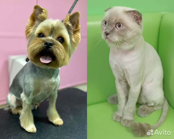 Стрижка кошек и собак, экспресс-линька Краснодар