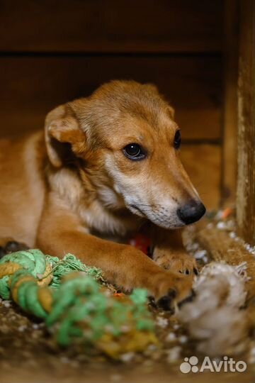 Щенок из приюта